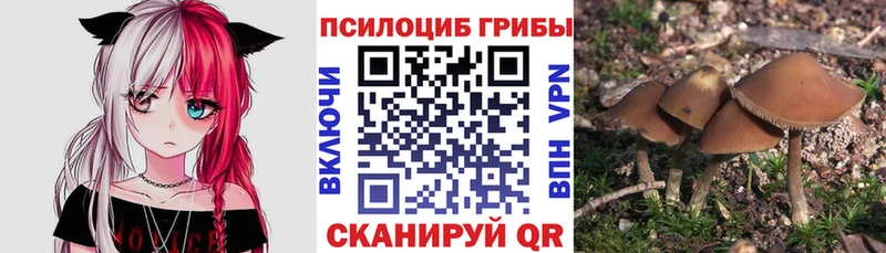 Псилоцибиновые грибы мицелий  Поворино 